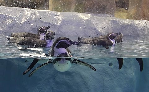 पेंग्विनची नावे कार्टुनच्या पात्रांवरूनच! राणी बाग प्रशासनाचे स्पष्टीकरण