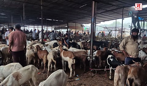 Bhiwandi : महागाईमुळे बकरी बाजारावर मंदीचे सावट; विक्री झाली कमी