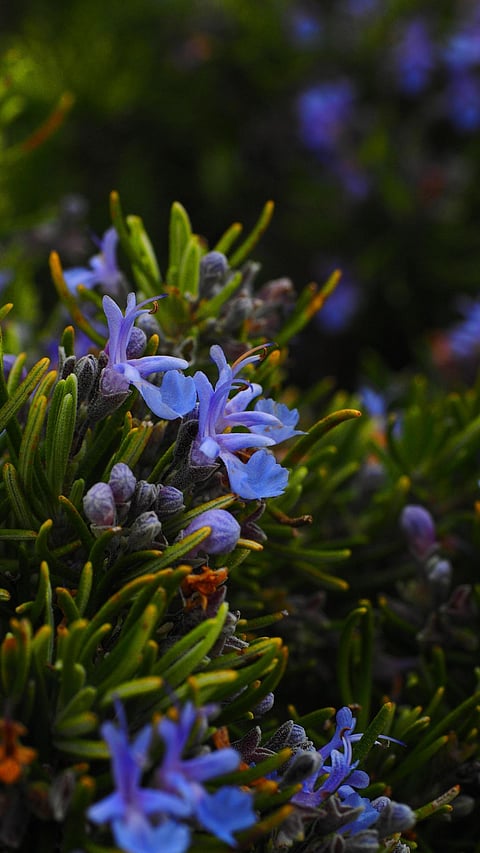 फक्त 'सुगंध'च नाही, जाणून घ्या रोझमेरीचे आरोग्यदायी गुपित!