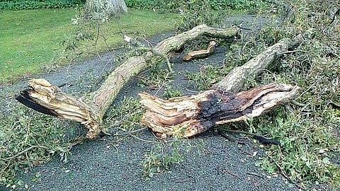 परवानगीविनाच शेकडो वृक्षांची तोड; वृक्षतोड आणि पुनर्रोपणाच्या प्रस्तावांच्या चौकशीची मागणी 
