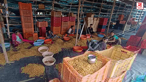 राज्यातील मनुका उत्पादक संकटात; चिनी बेदाण्यांमुळे स्थानिक मनुक्यांचे दर कोसळले