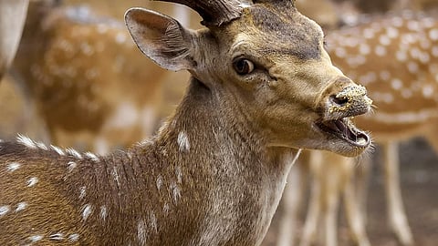 पुणे : कात्रजमधील प्राणी उद्यानात १६ हरणांचा गूढ मृत्यू