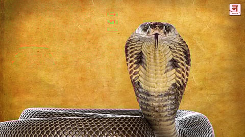 मारू नये सर्प संताचिया दृष्टी