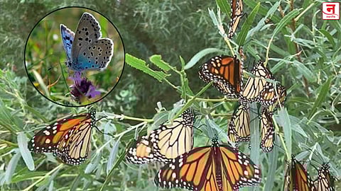 साताऱ्यातील ‘महादरे’ला मिळालेला दर्जा कागदावरच; व्यवस्थापन आराखड्याच्या प्रतीक्षेत ‘फुलपाखरू संवर्धन राखीव’