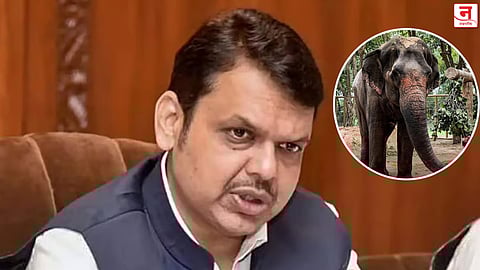 ‘महादेवी’ हत्तीणीला परत आणण्याचा प्रयत्न करणार- मुख्यमंत्री फडणवीस 