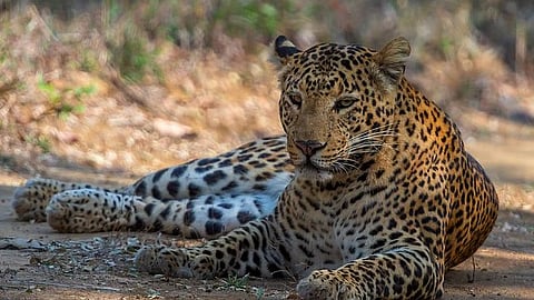 प्रातिनिधिक छायाचित्र