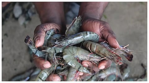 दोन अब्ज डॉलरची कोळंबी निर्यात धोक्यात; ट्रम्प टॅरिफमुळे निर्यातदारांच्या संघटनेची सरकारकडे मदतीची मागणी 