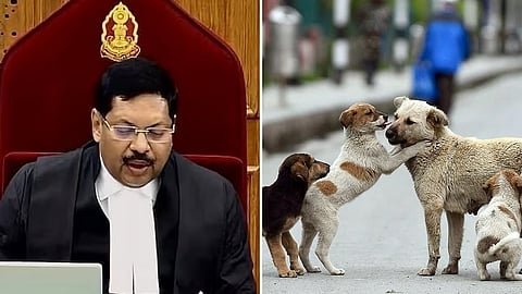 भटक्या कुत्र्यांच्या प्रकरणाचा पुनर्विचार करू! सरन्यायाधीशांनी दिली लक्ष घालण्याची हमी 