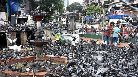 कबुतरखानाप्रकरणी १५० जणांविरुद्ध गुन्हा दाखल