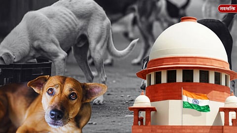 भटक्या कुत्र्यांच्या वाढत्या हल्ल्यावरून सुप्रीम कोर्टाने सर्व राज्यांना फटकारले; मुख्य सचिवांना हजर राहण्याचे दिले आदेश