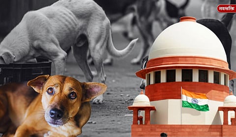 सुप्रीम कोर्टाचा नवा आदेश : भटक्या कुत्र्यांना लसीकरण-नसबंदी करून सोडावे; काय आहेत नवे नियम?