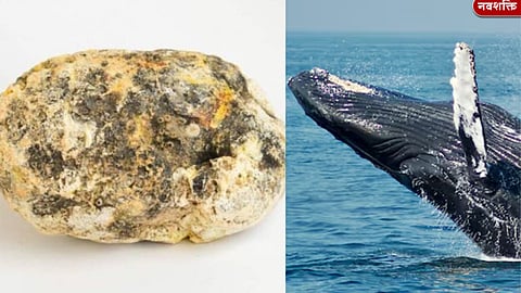 व्हेल माशाच्या उलटीची तस्करी उघड; महाड-पोलादपूरच्या आरोपींची धरपकड