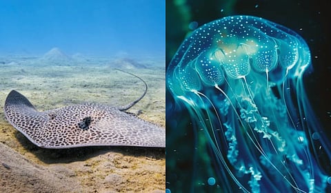 'स्टिंग रे', 'ब्ल्यू जेलीफिश'चा मुंबईच्या किनाऱ्यांवर वावर; नागरिकांना सतर्क राहण्याचे पालिकेचे आवाहन