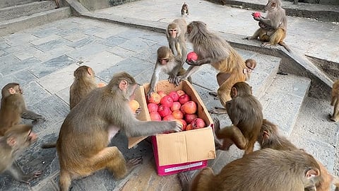 जीवनसाखळी संरक्षित करूया!