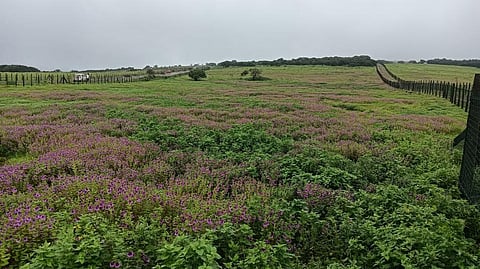 ‘कास पठार’ फुलण्यासाठी पावसाचा अडसर; चार महिन्यांचा सततचा पाऊस, ढगाळ वातावरणाचा फटका