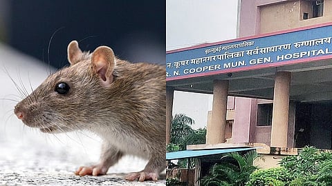 Mumbai : कुपर रुग्णालयात १३ उंदरांना पकडले; उंदरांनी दोन रुग्णांचा चावा घेतल्यानंतर प्रशासनाला जाग