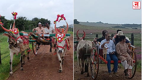 कास पठारावर पर्यटकांसाठी बैलगाडीची सफर; ग्रामीण पर्यटनाला नवे वळण