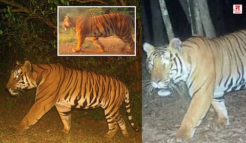 Satara : सह्याद्री व्याघ्र प्रकल्पातील तीन वाघांचे नामकरण; ‘सेनापती’, ‘सुभेदार’ आणि ‘बाजी’ वनविभागाची स्थानिक नावांना मान्यता