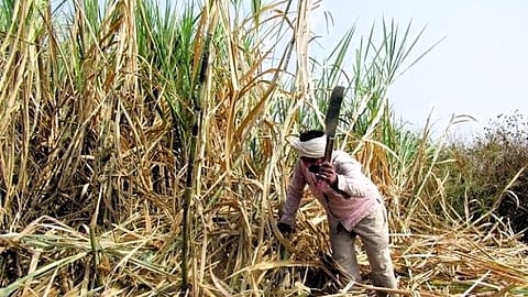यंदाचा गाळप हंगाम १५ ऑक्टोबरपासून; १०० लाख मेट्रिक टन साखर उत्पादनाचा अंदाज