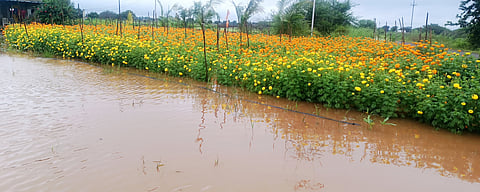 दिवाळीत झेंडू ‘भाव’ खाणार! अतिवृष्टीने फुलशेतीचे मोठे नुकसान