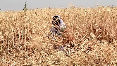 डाळ उत्पादनात स्वयंपूर्ण होण्यासाठी सरकारची योजना; ११,४४० कोटी रुपयांचे पॅकेज जाहीर, ६ पिकांचा MSP वाढवला