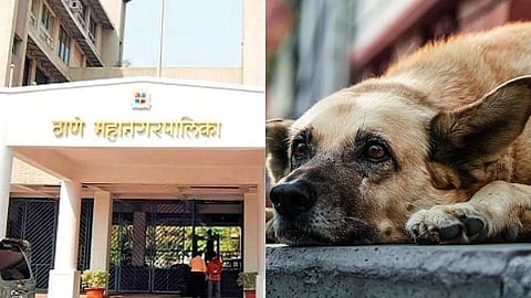भटक्या श्वान-मांजरींसाठी १२ कोटींचा खर्च अपेक्षित; नसबंदी, रेबीज लसीकरण मोहीम राबविणार
