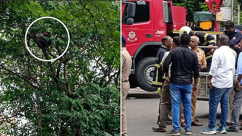 Mumbai : दंड रद्द करा, अन्यथा झाडावरून उडी मारतो; टॅक्सीचालकाच्या धमकीमुळे पोलिसांची पळापळ