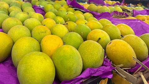 दिवाळीत हापूस आंब्याच्या पेटीला विक्रमी २५ हजारांचा दर! 