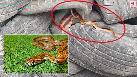 अमेरिकन सापाची उरणमध्ये एंट्री! टायरच्या कंटेनरमधून 'कॉर्न स्नेक' आढळला