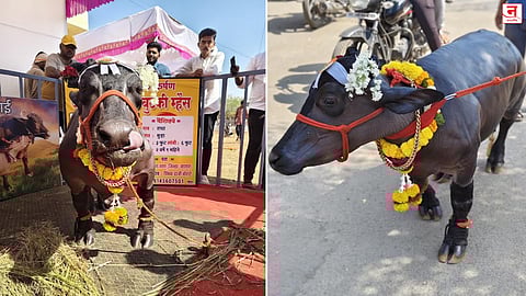 सातारा जिल्ह्यातील 'राधा' म्हशीचा जगात डंका; सर्वात बुटकी म्हैस म्हणून 'गिनीज बुक ऑफ वर्ल्ड रेकॉर्ड'मध्ये नोंद