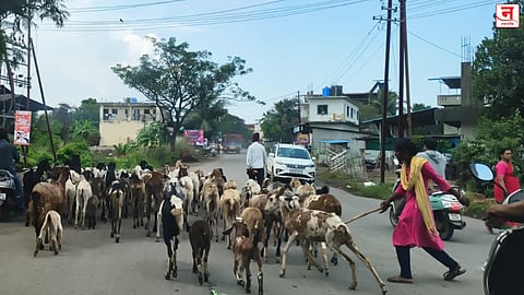 घाटमाथ्यावरील मेंढ्यांचे कळप उरणमध्ये दाखल; अर्थचक्र चालवण्यासाठी पारंपरिक 'हिवाळी मुक्काम'