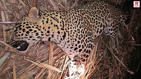 अखेर 'त्या' नरभक्षक बिबट्याला गोळ्या घातल्या; जुन्नर-शिरूर परिसरातील दहशतीचा अंत