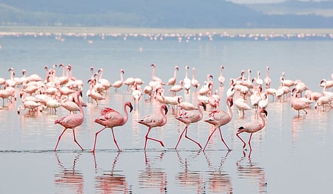 यंदा फ्लेमिंगो पक्षांचे उशिरा आगमन; पर्यावरणीय ताणाचे गंभीर संकेत, तज्ज्ञांनी व्यक्त केली चिंता 