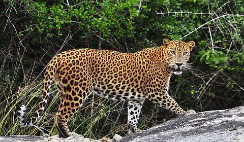 बिबटे वाचले, तर जंगल वाचेल!