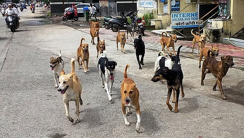 Thane : भटक्या श्वानांचा शहरात उपद्रव; १० महिन्यांत तब्बल १२ हजार ४६५ नागरिकांना चावा, दररोज सरासरी ५० ते ६० नागरिक जखमी