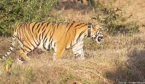 टी-०४ वाघिणीचा नैसर्गिक अधिवासात मुक्त संचार; चांदोली व्याघ्र उद्यानात नव्या पर्वाची सुरुवात 