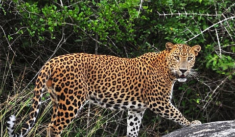 पालघर : शाळेची बॅग ठरली ढाल! पाचवीतल्या २ मित्रांची बिबट्याशी थरारक झुंज