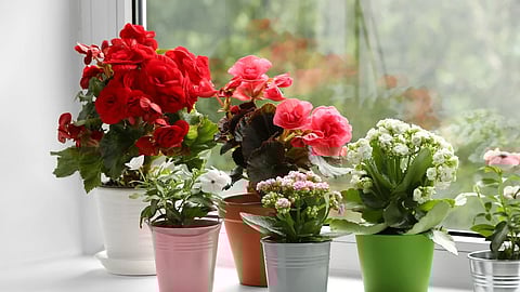 कृत्रिम एअर फ्रेशनरला म्हणा गुडबाय! घरात सजवा 'ही' नैसर्गिक सुगंध देणारी फुले
