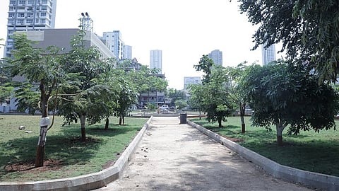 मुंबईत धुळीमुळे झाडांचा जीव गुदमरला; BMC चे झाडांच्या देखभालीकडे दुर्लक्ष