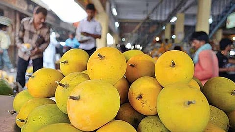 कोकण हापूसवर गुजरातचा दावा