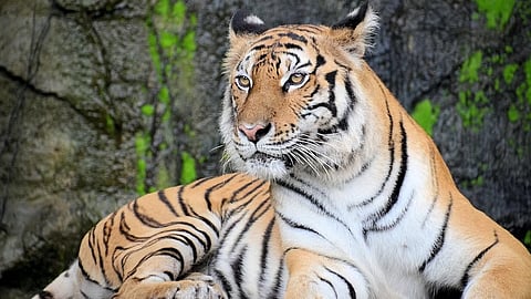 राज्यात वाघ, बिबट्या, वन्यप्राण्यांची दहशत