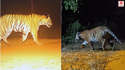 महाराष्ट्र वन विभागाचे यश! ताडोबामधील दुसरी वाघीण महत्त्वाकांक्षी 'ऑपरेशन तारा' उपक्रमांतर्गत चांदोली कुंपणात