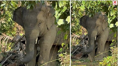 अखेर ओंकारचे आईसोबत पुन्हा पुनर्मिलन; वनतारा पुनर्वसन योजनेबाबत वनविभागाचे पाऊल मागे