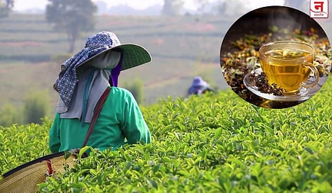 चहा कशाला म्हणायचे? नवीन व्याख्या जाहीर;  ‘हर्बल, फ्लॉवर टी’ला चहा म्हणणे बेकायदेशीर