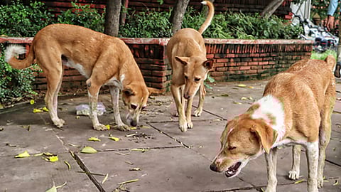 पर्यटनस्थळी आता भटक्या कुत्र्यांना 'नो एन्ट्री'; पर्यटकांच्या सुरक्षेसाठी राज्य सरकारचा निर्णय 
