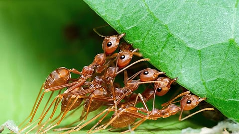 चिमुकले जीव, प्रचंड कारनामे