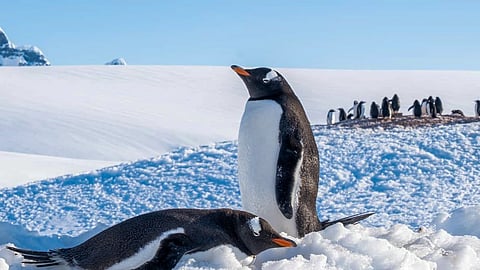पेंग्विन : अंटार्क्टिकाचा अनभिषिक्त राजा