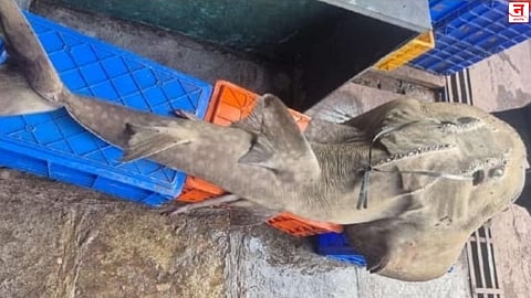 'बो माऊथ गिटार' माशाची शिकार