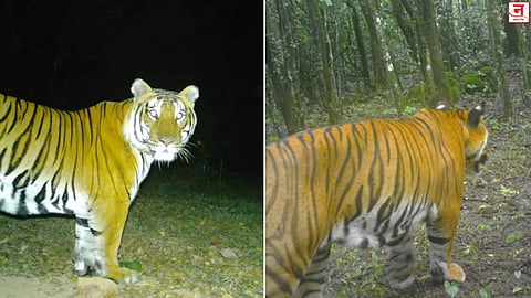 'कोयना' जंगलात 'बाजी' वाघाची डरकाळी; तीन नर वाघांचा नियमित वावर सुरू