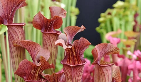 दोस्त बनला वैरी, कीटकभक्षी वनस्पती